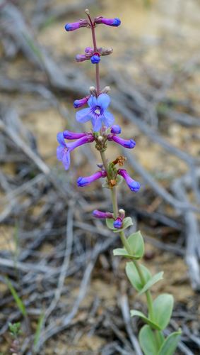 Color photograph of a bright, purple flower with a long, green, leafy stem.